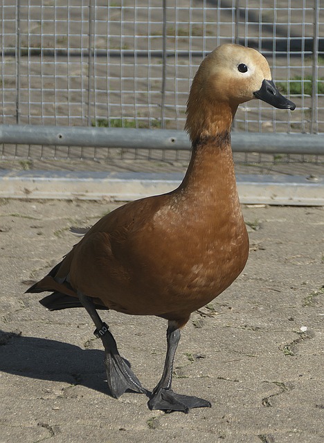 使其在面临